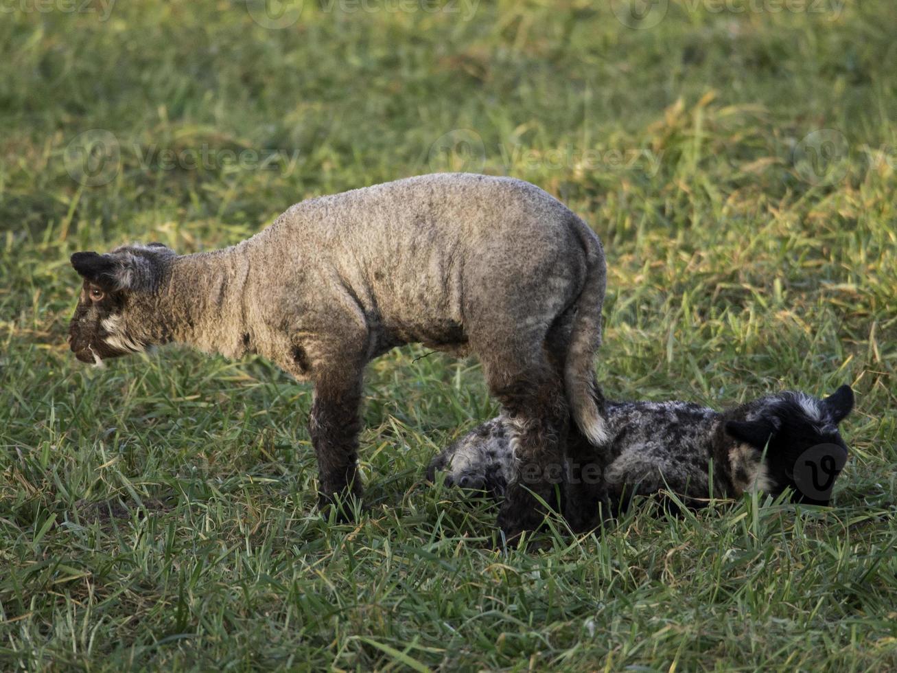 sheeps on a meadow in germany photo