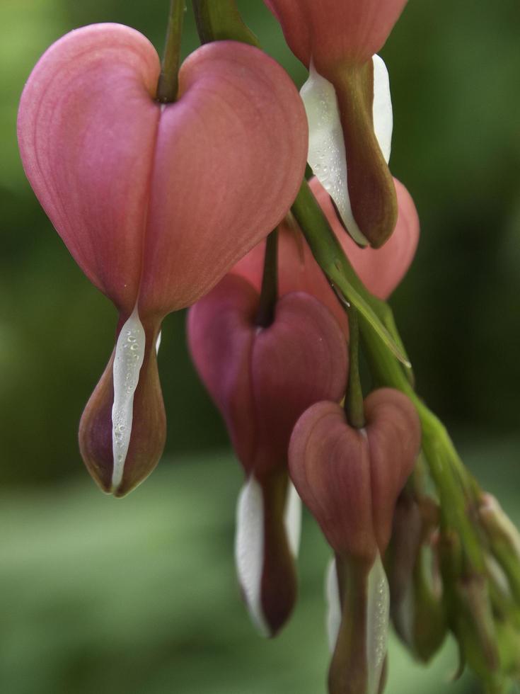 flores de verano en el jardín foto