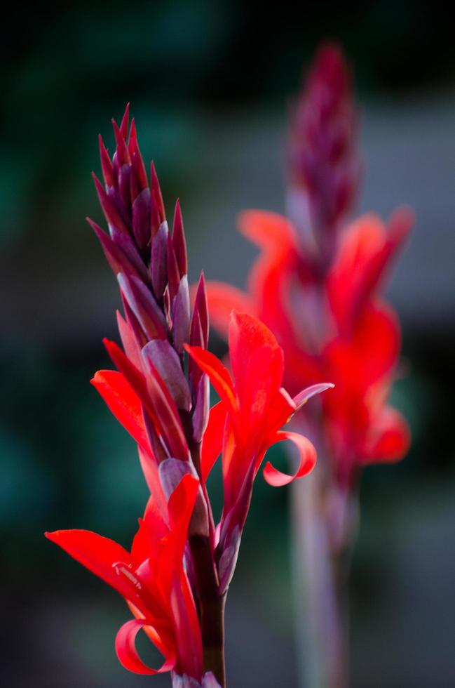 horario de verano en el jardin foto