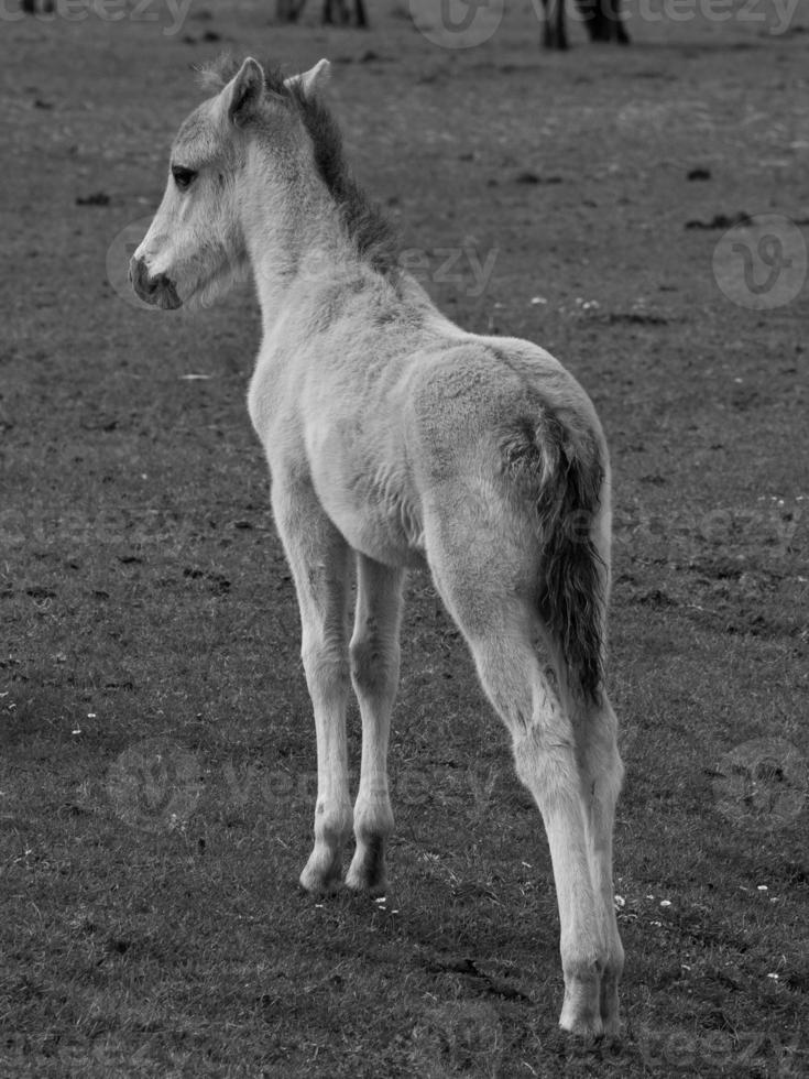 wild horses in germany photo