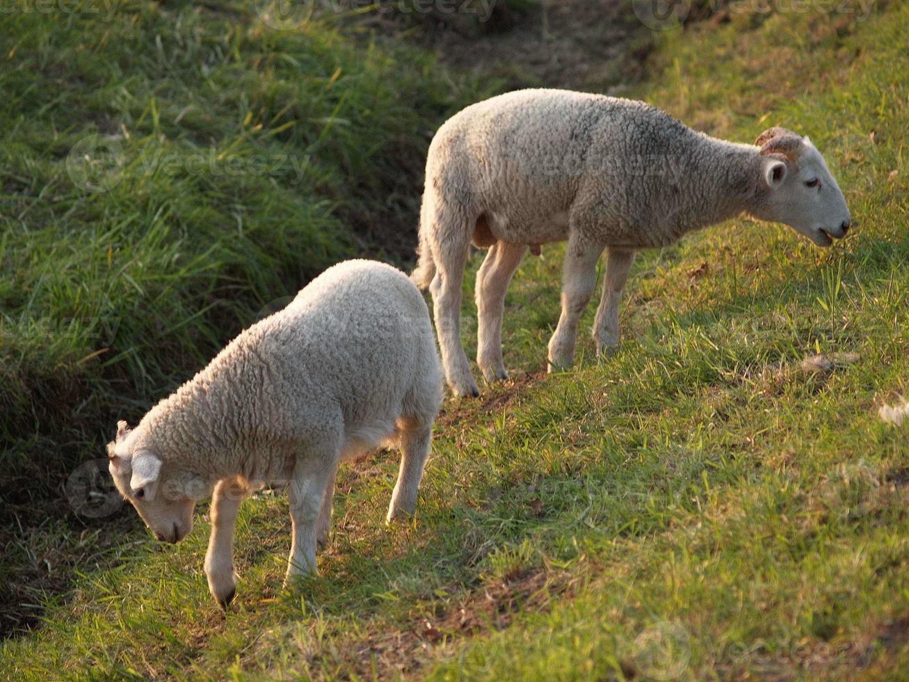 many sheeps in westphalia photo