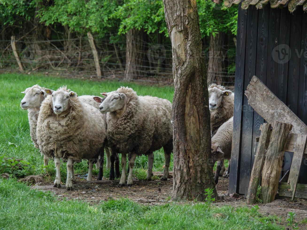 shheps and lambs in germany photo