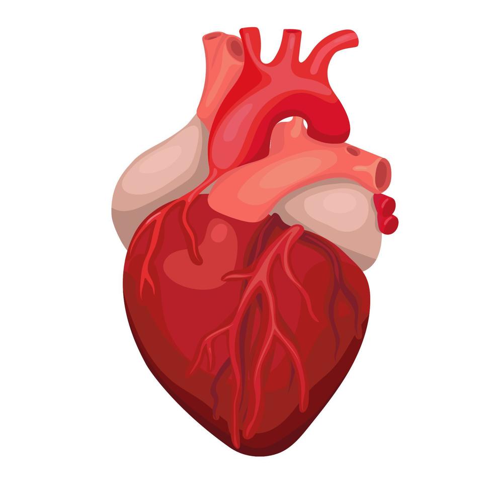 corazón anatómico aislado. signo del centro de diagnóstico del corazón. diseño de dibujos animados del corazón humano. imagen vectorial vector