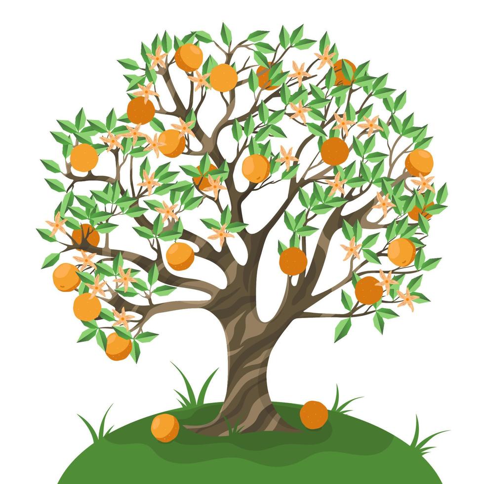 Orange tree isolate on a white background. Vector graphics.