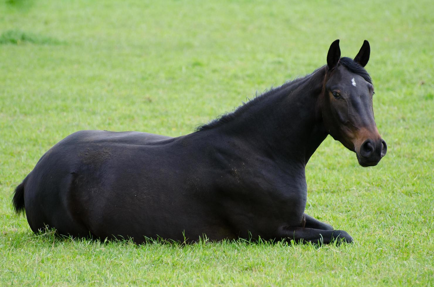 caballos y potros en alemania foto