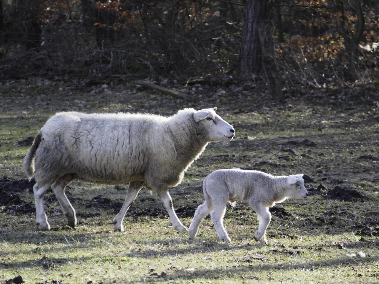 sheeps in the german muensterland photo