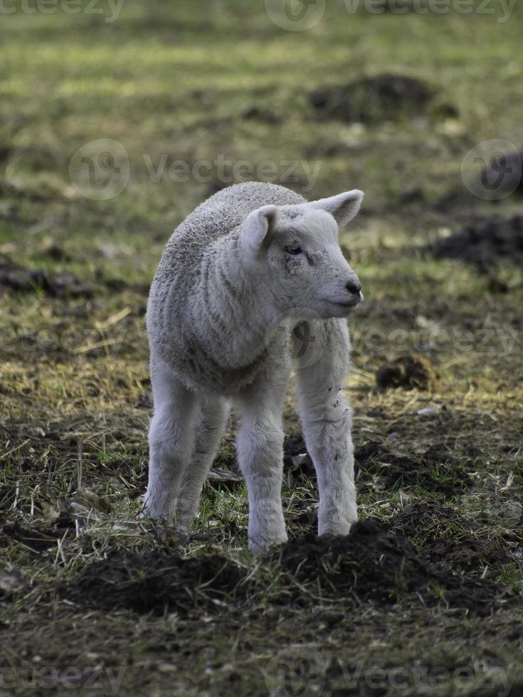 sheeps on a meadow in westphalia photo