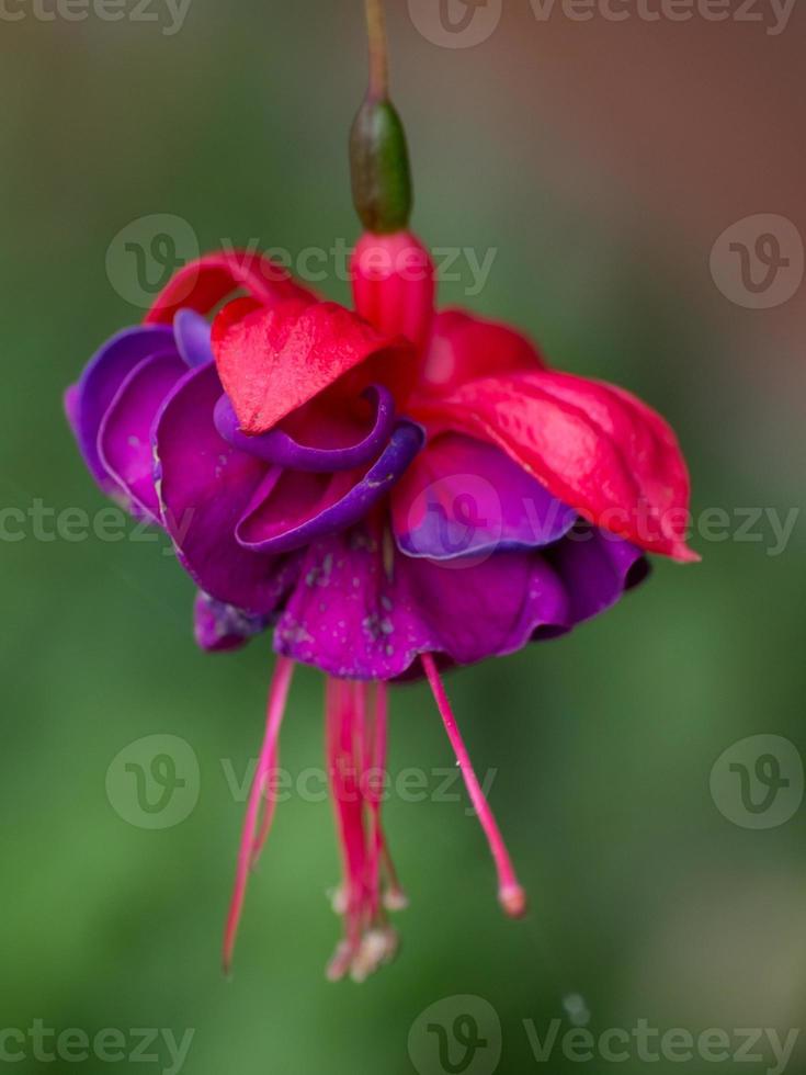 flores de colores en el jardín foto