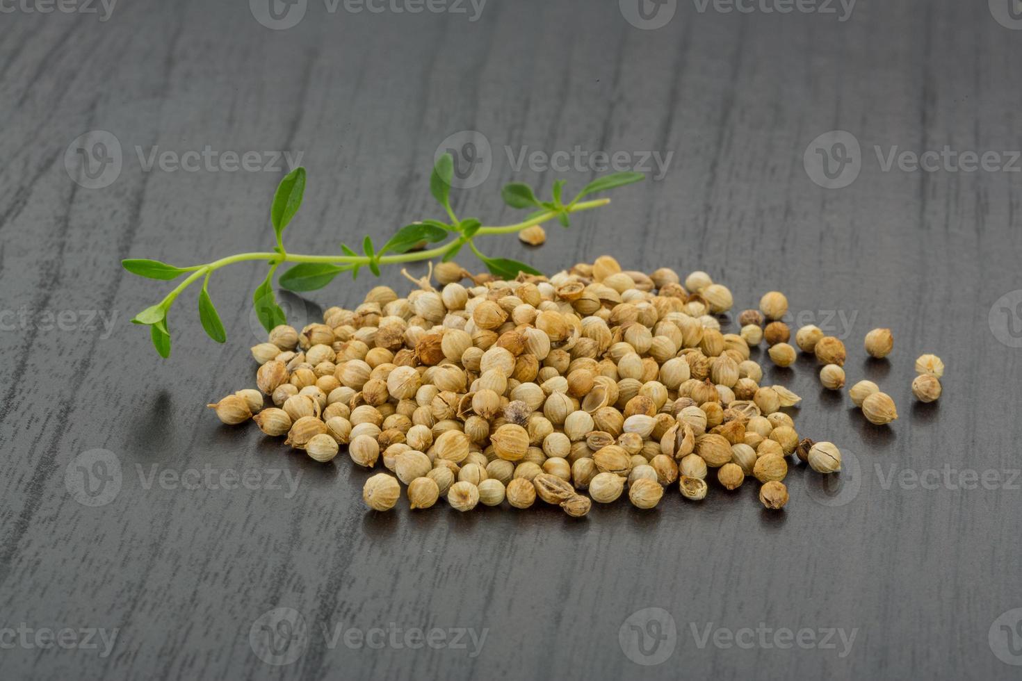 Coriander seeds on wooden background photo