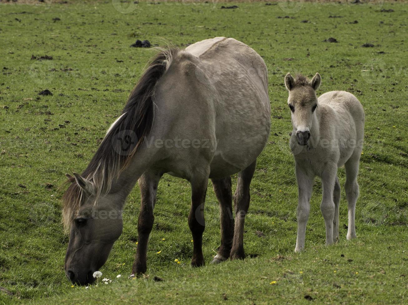 wild foals in germany photo