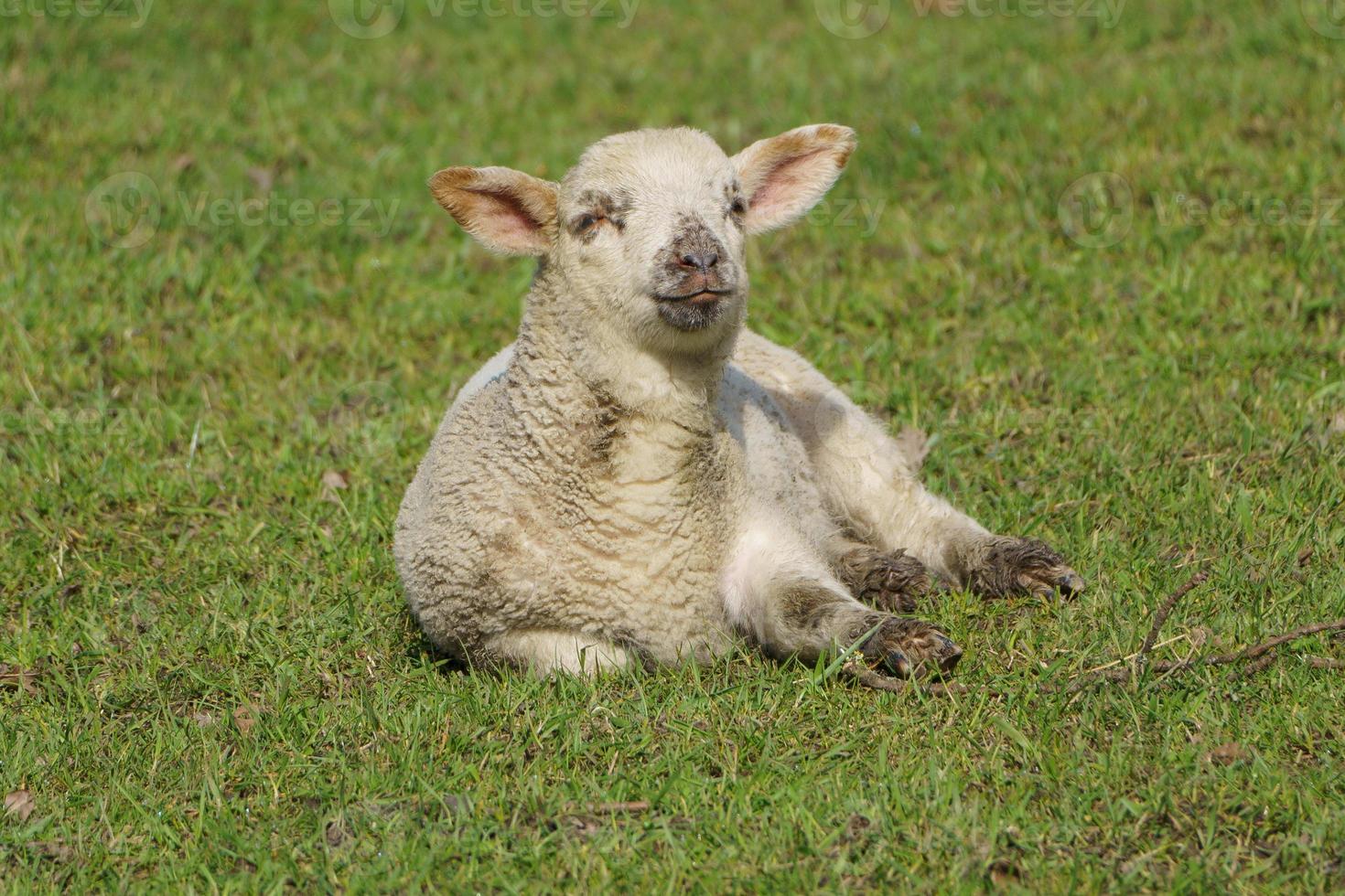 sheeps and lambs photo