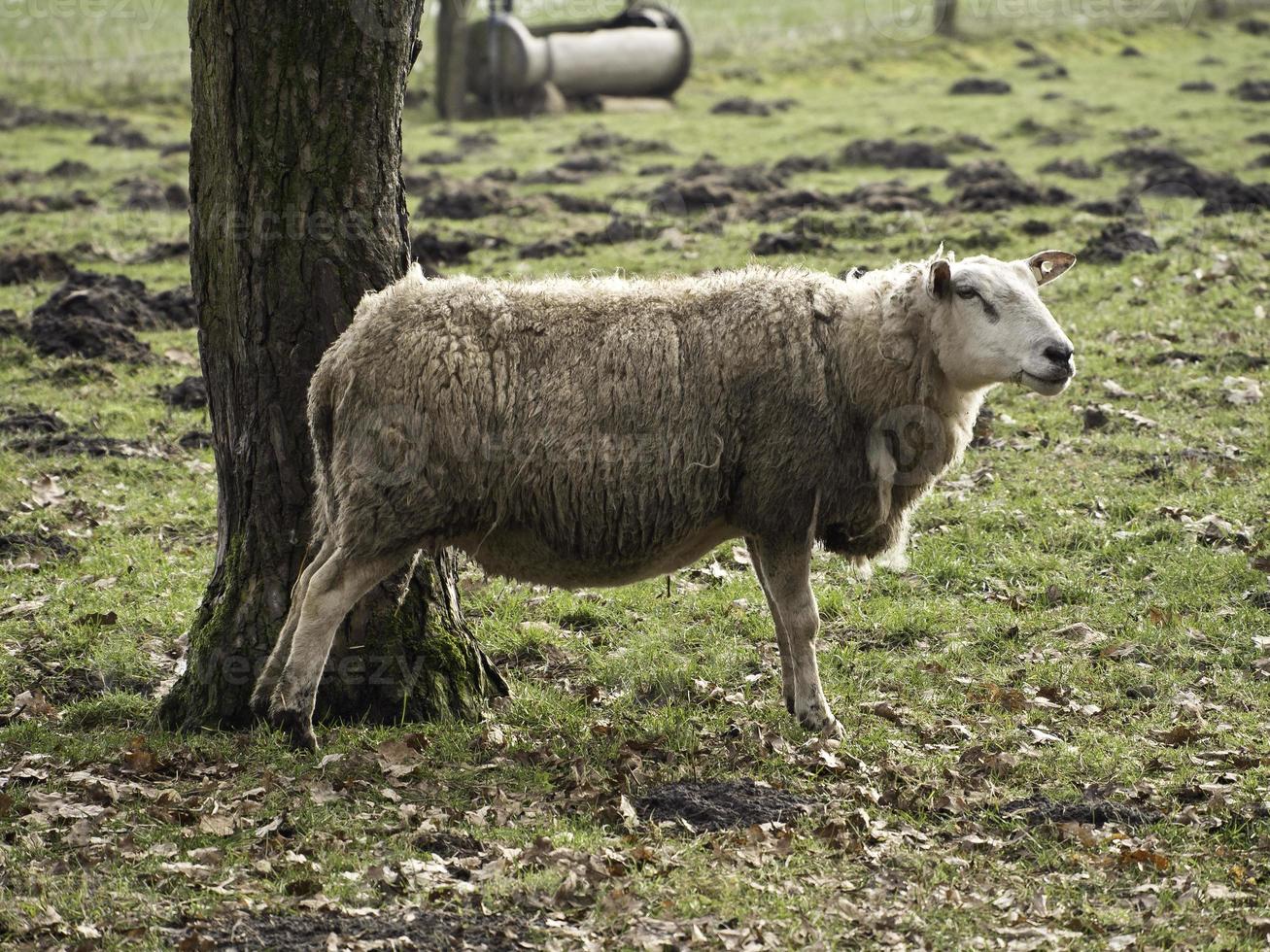 sheeps in westphalia photo