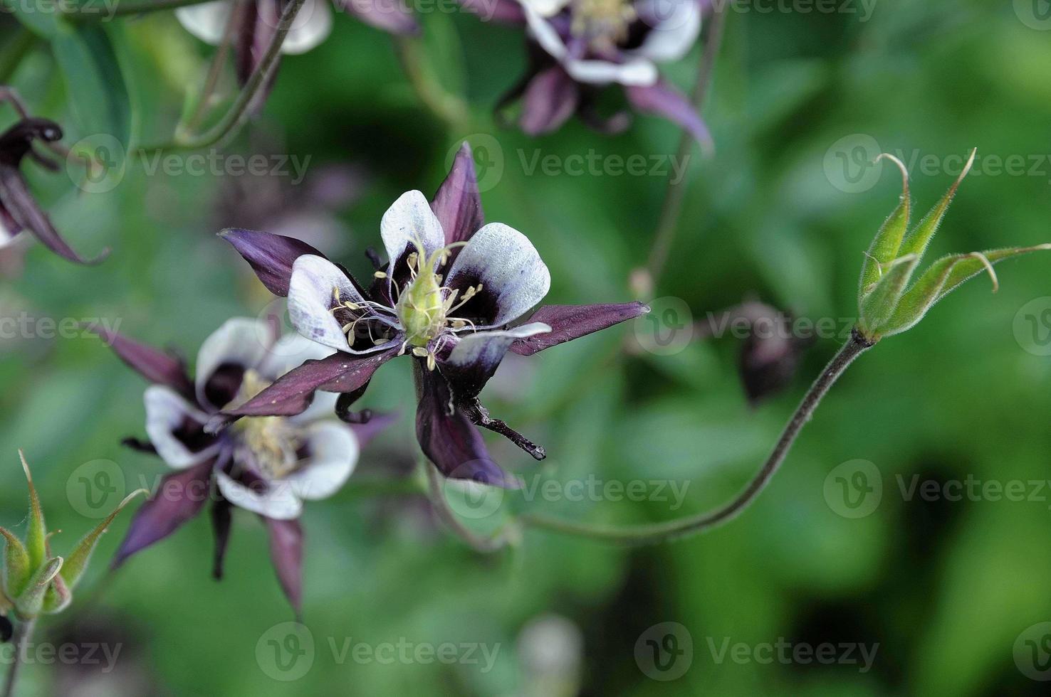 beautifull garden in westphalia photo