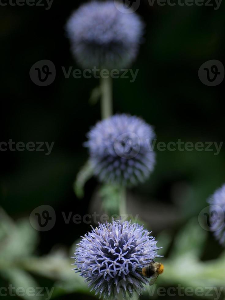 colorfull flowers in the garden photo
