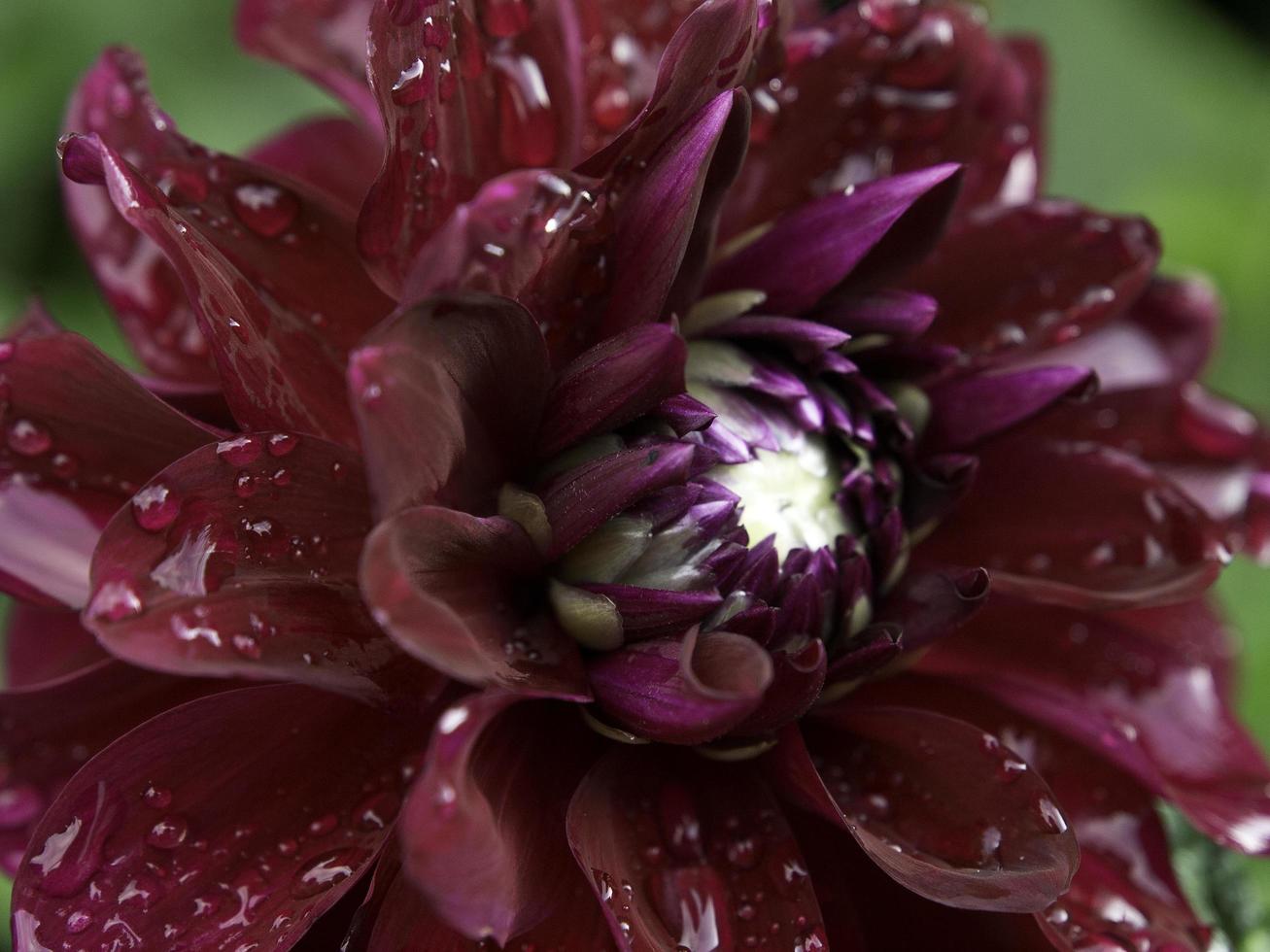 summers flowers in the garden photo