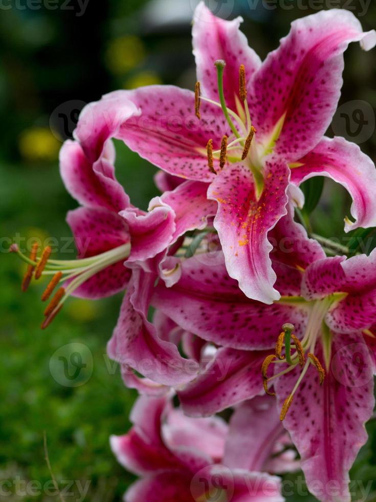 colorfull flowers in the garden photo