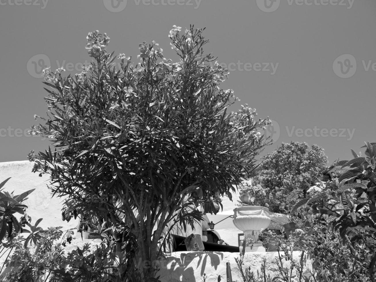 the island of Ibiza photo