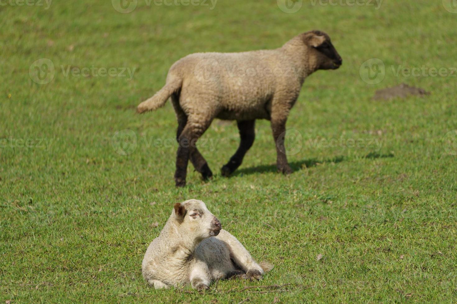 sheeps and lambs photo