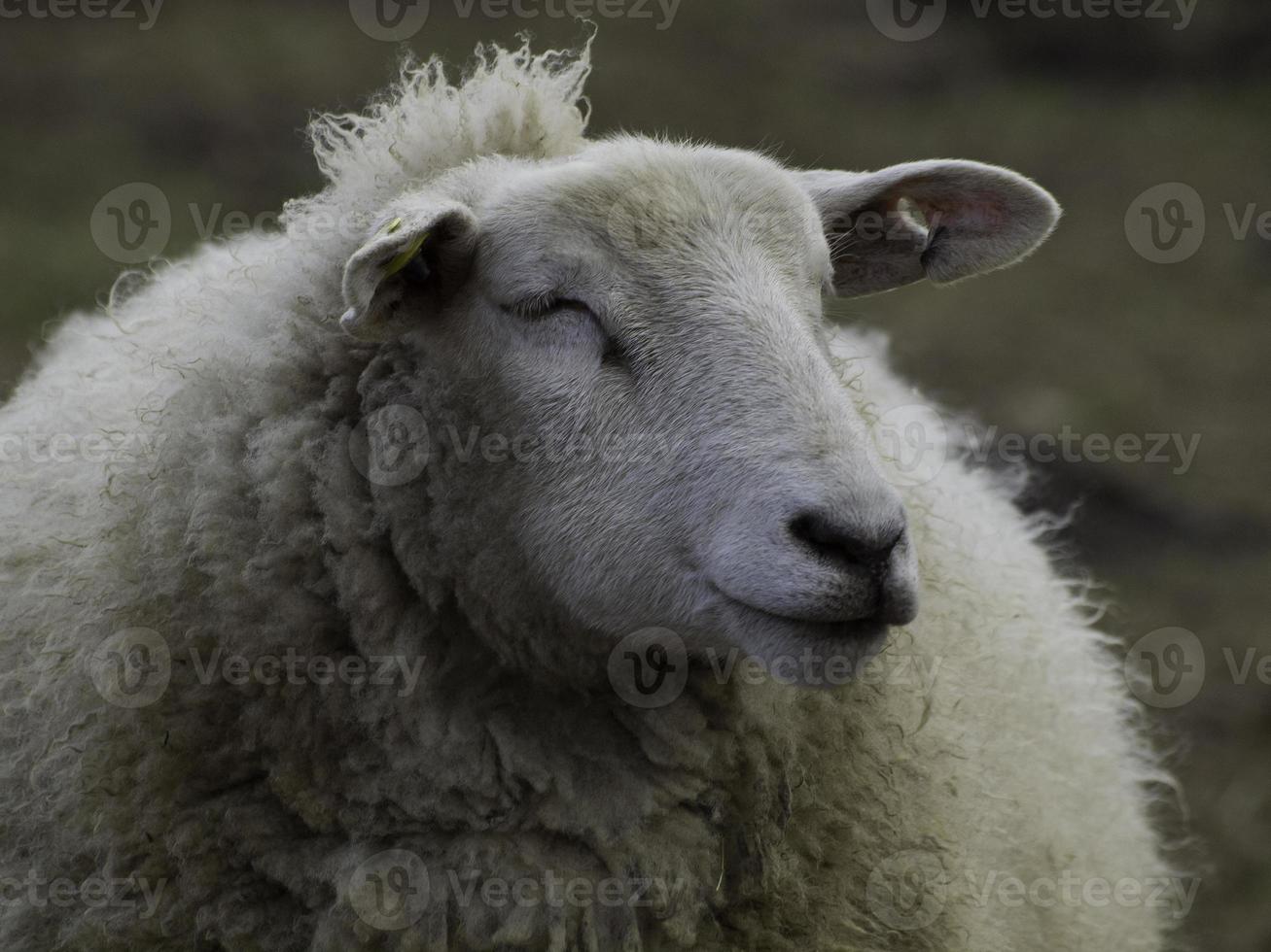 lambs and sheeps in westphalia photo