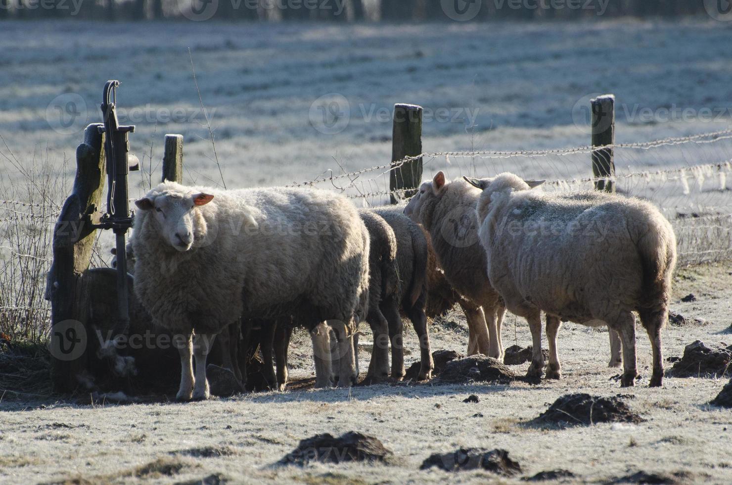 lambs and sheeps in westphalia photo