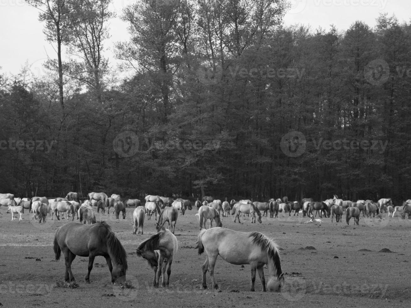 widl horses in germany photo