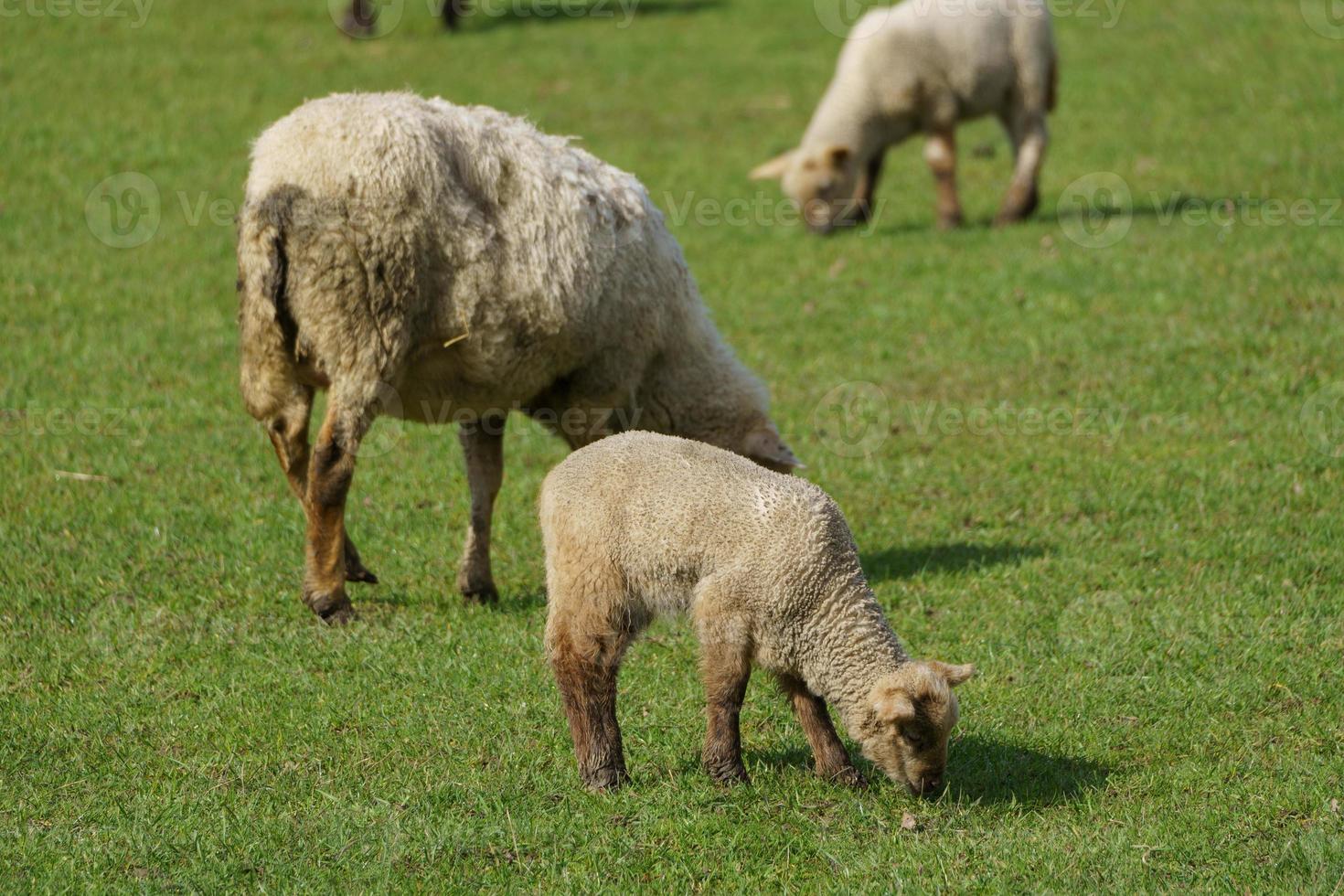 sheeps on a german meadow photo