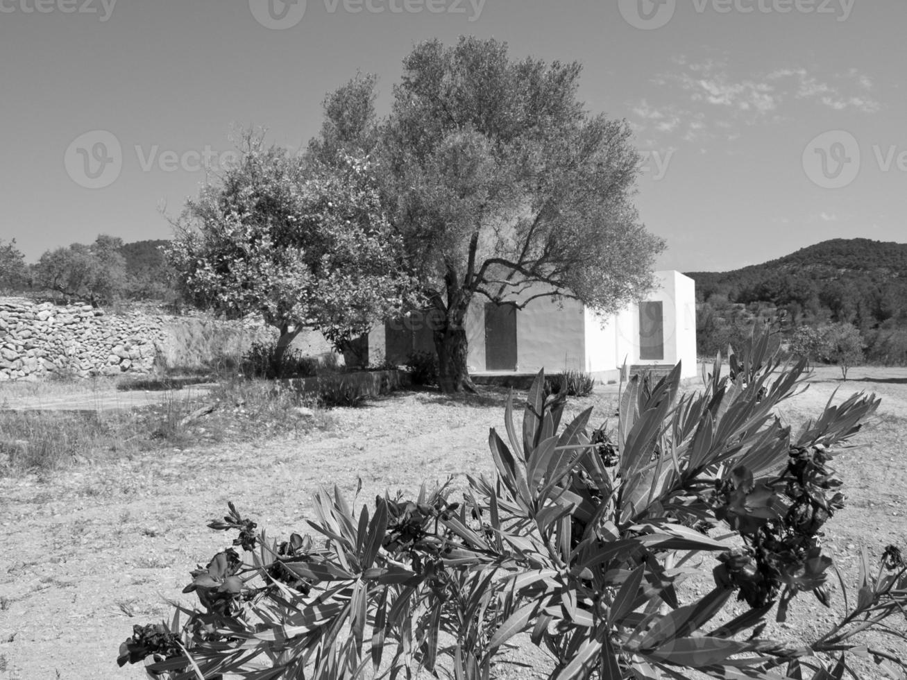 ibiza island in spain photo