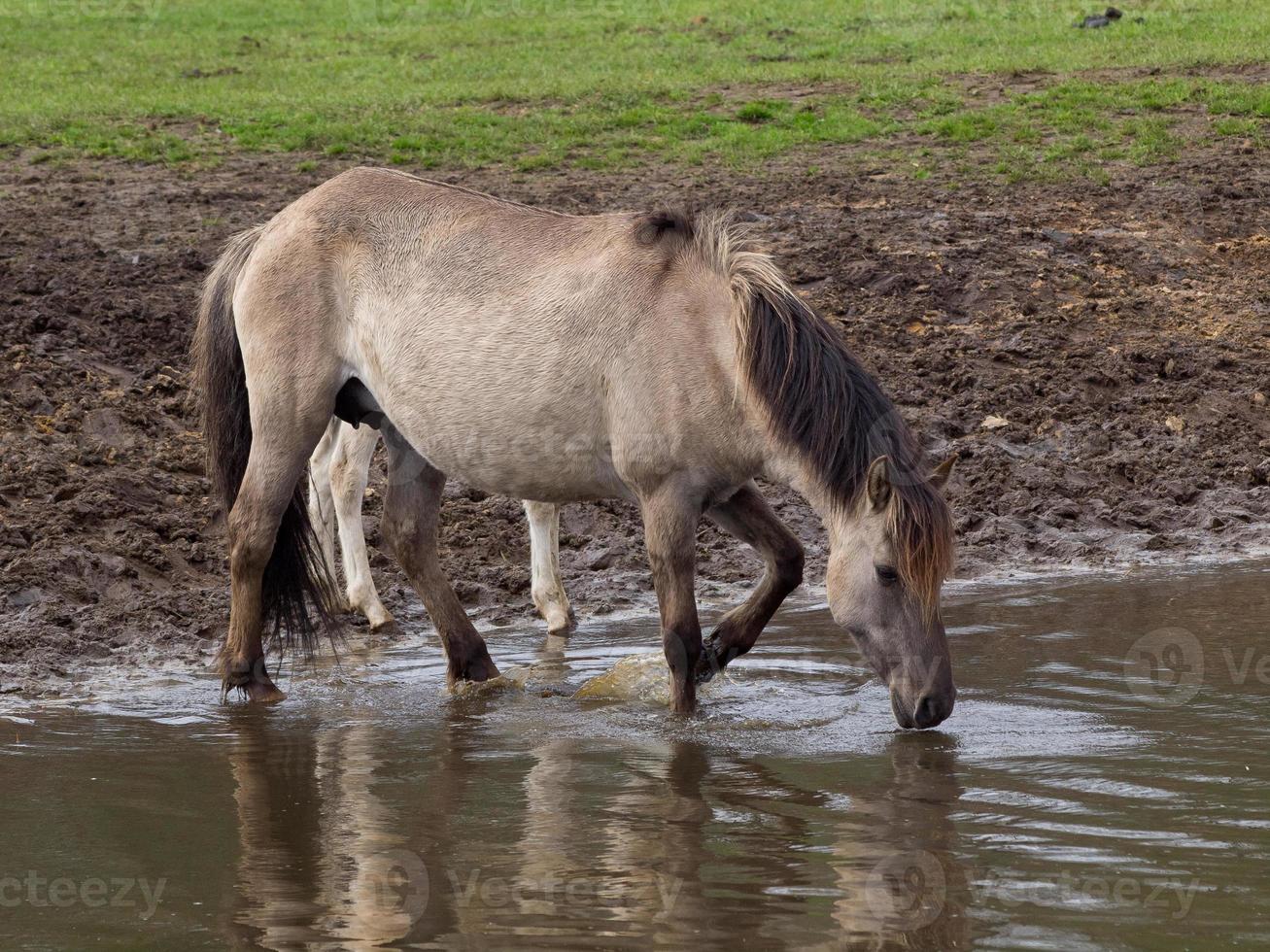 wild horses in germany photo