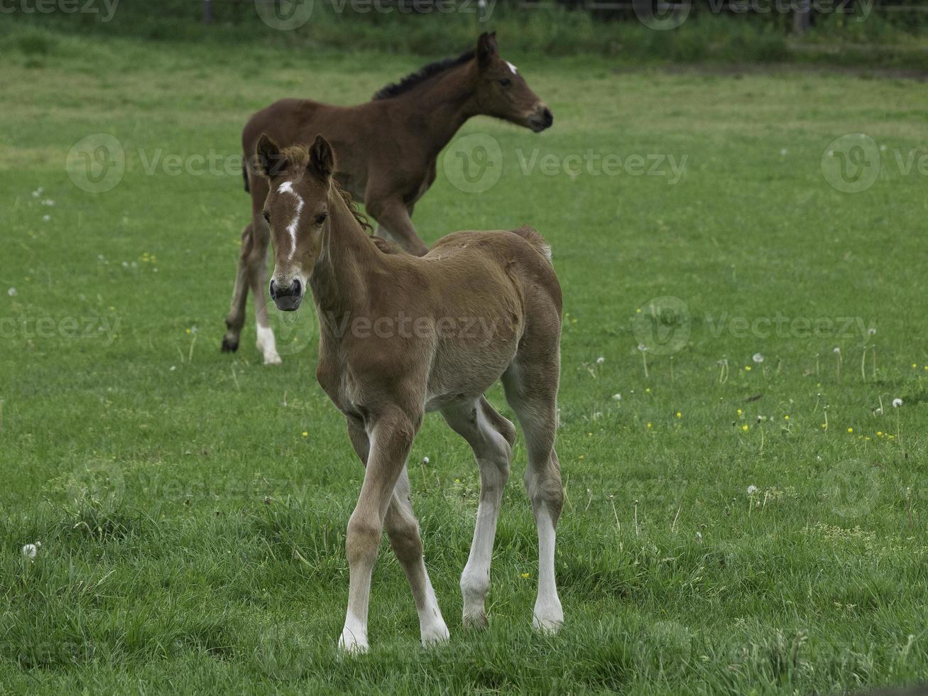 Horses in the german muensterland photo