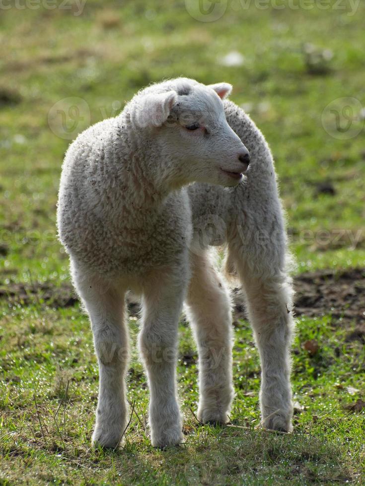 sheeps in the german muensterland photo