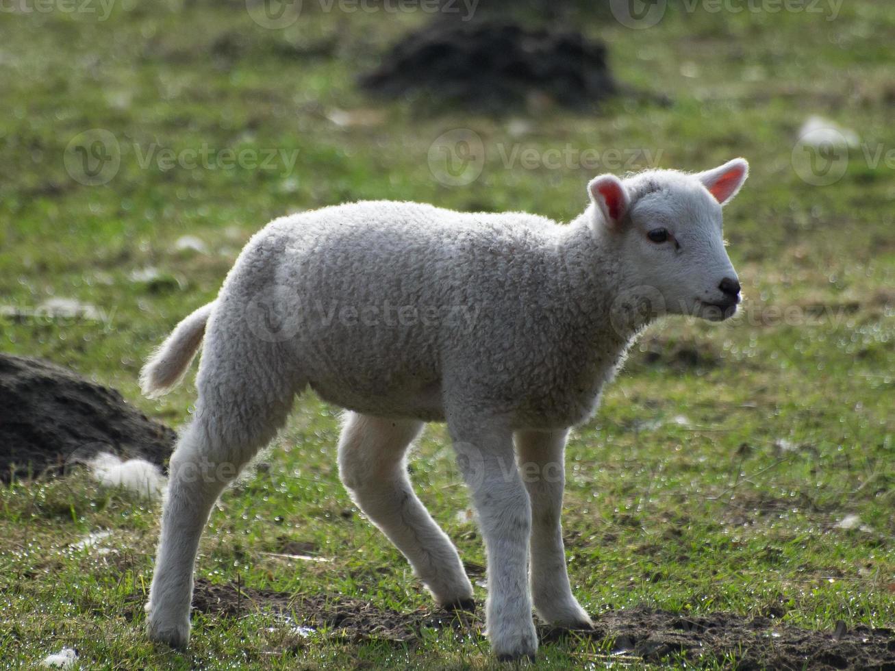 lambs and sheeps in westphalia photo