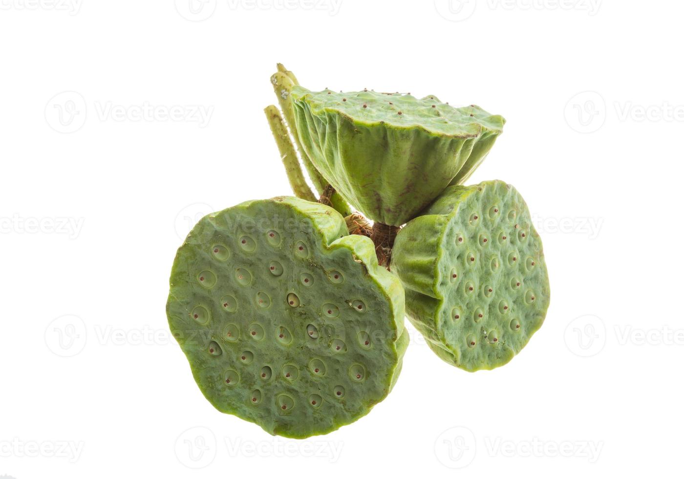 Lotus seeds on white background photo