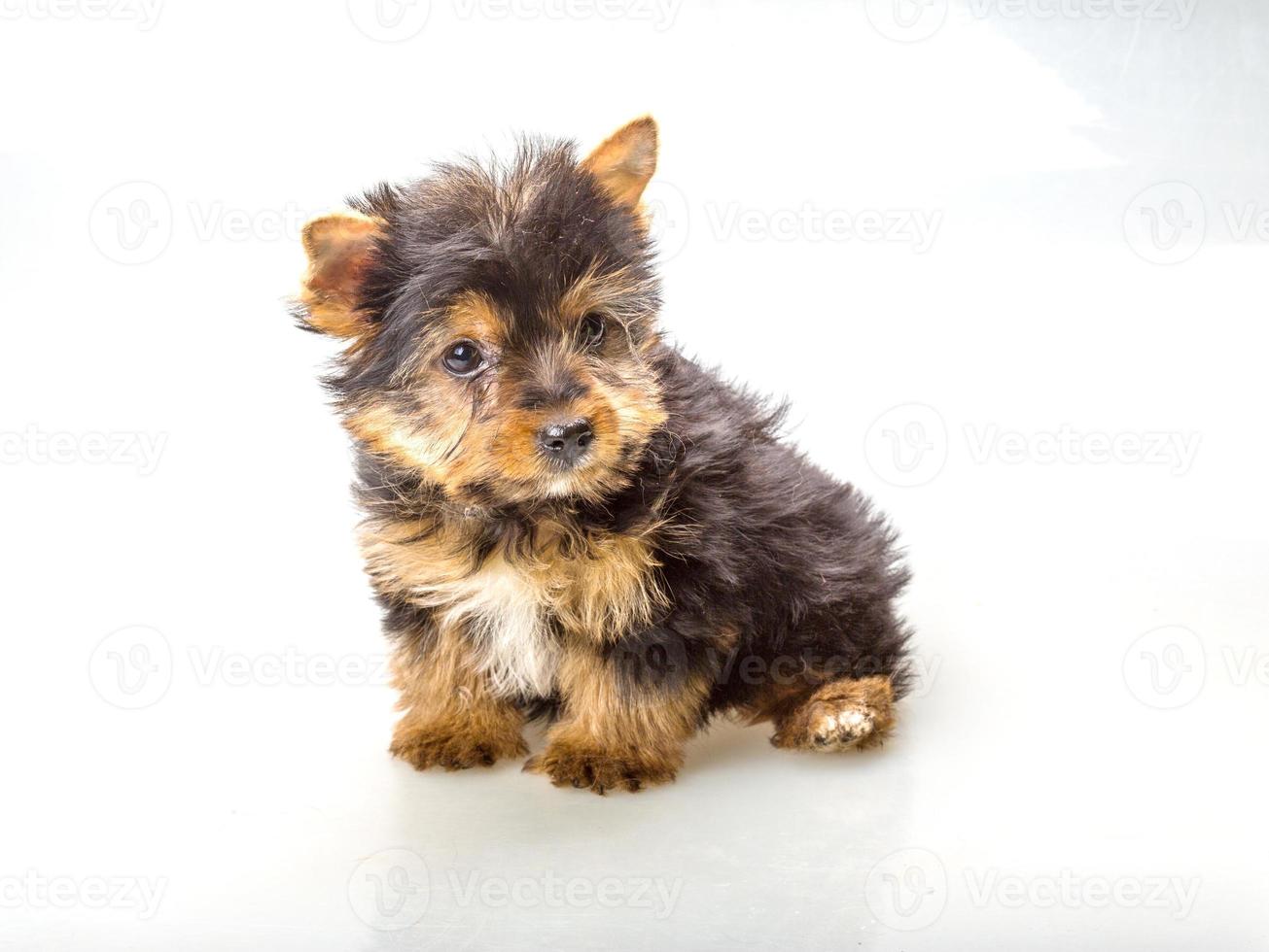 Yorkshire terrier on white background photo