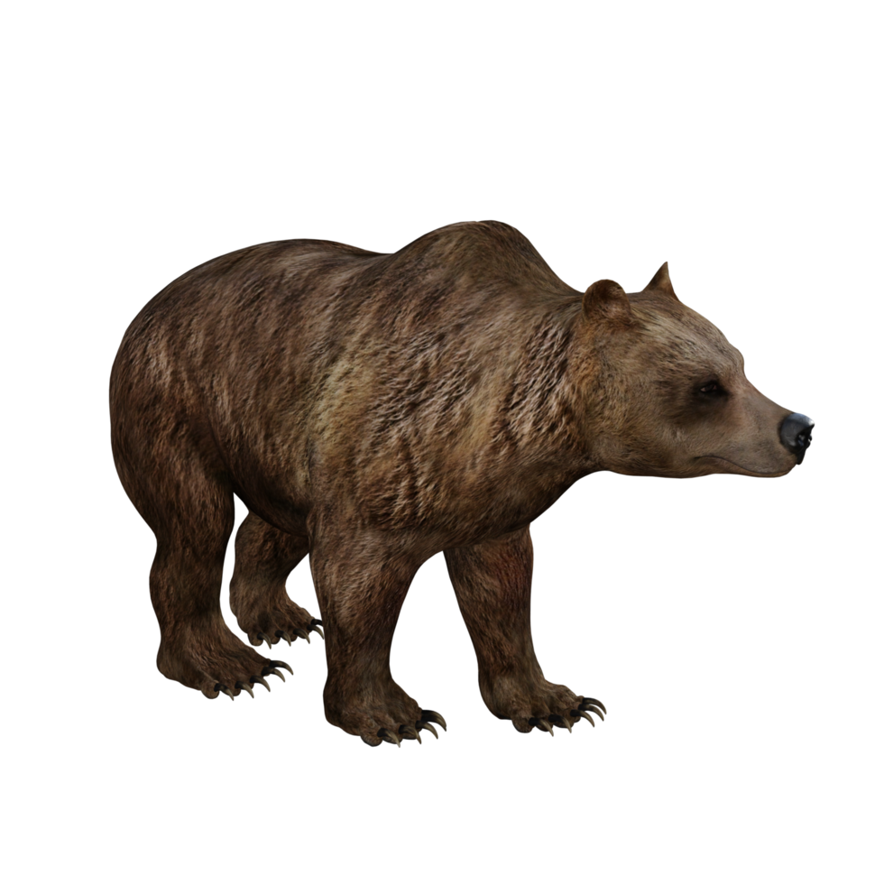 3d illustrazione orso png