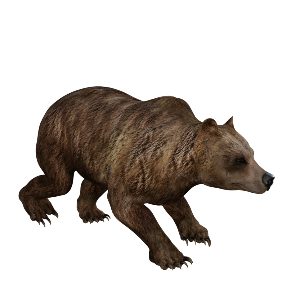 3d Illustration Bear png