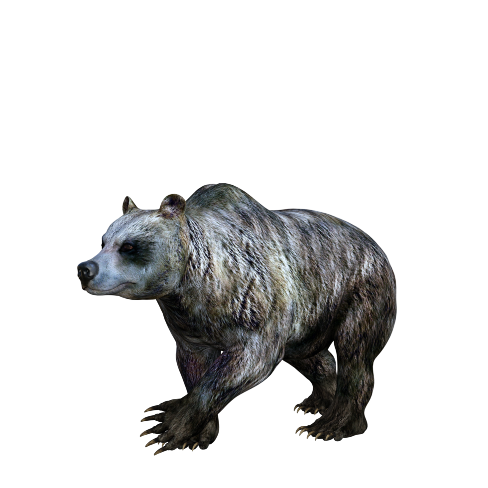 3d Illustration Bear png