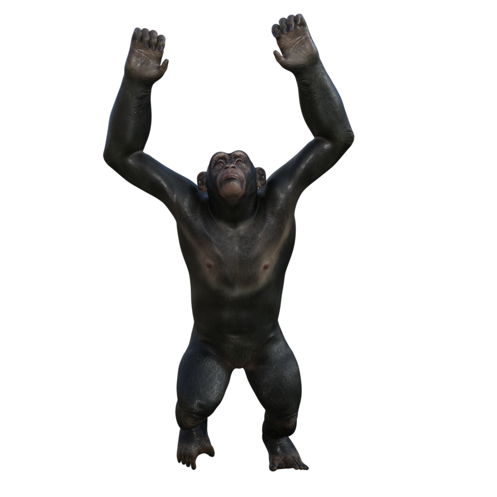 chimpanzé rendu 3d png