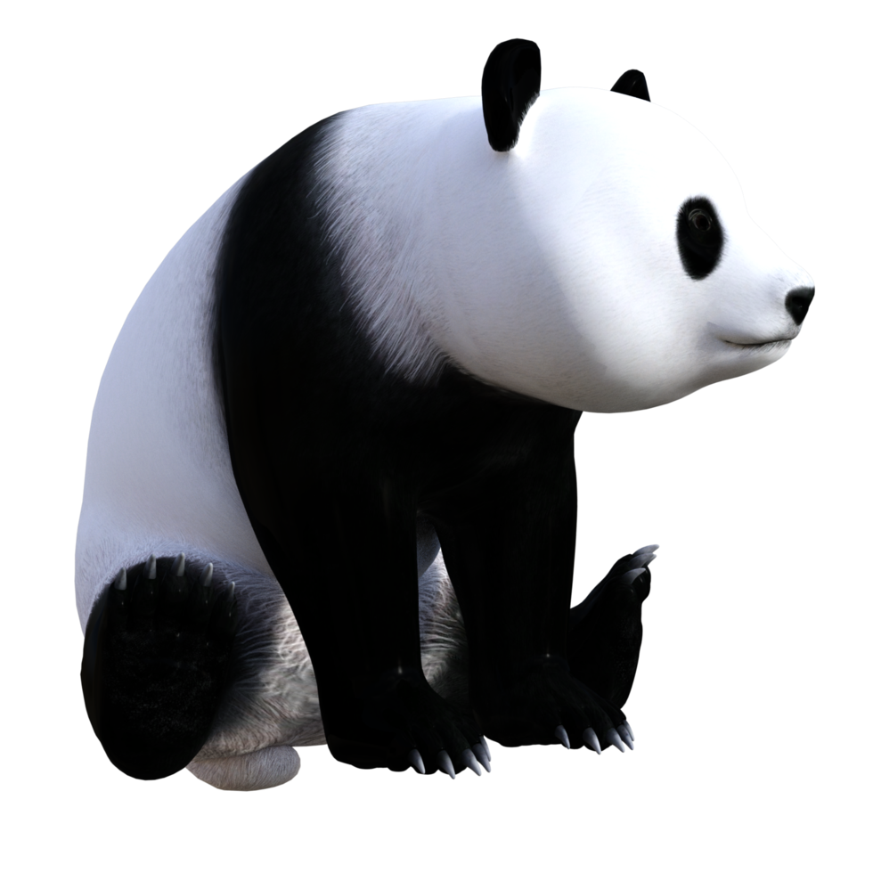 Fun Panda 3d illustration png