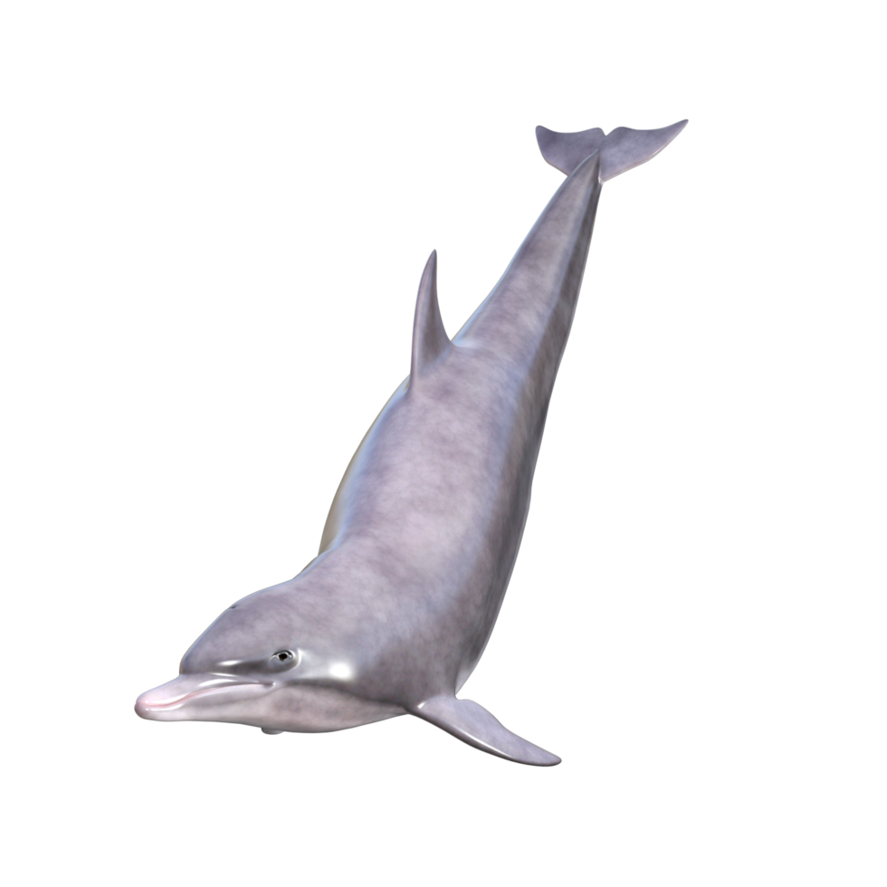 Dolphins with different poses png