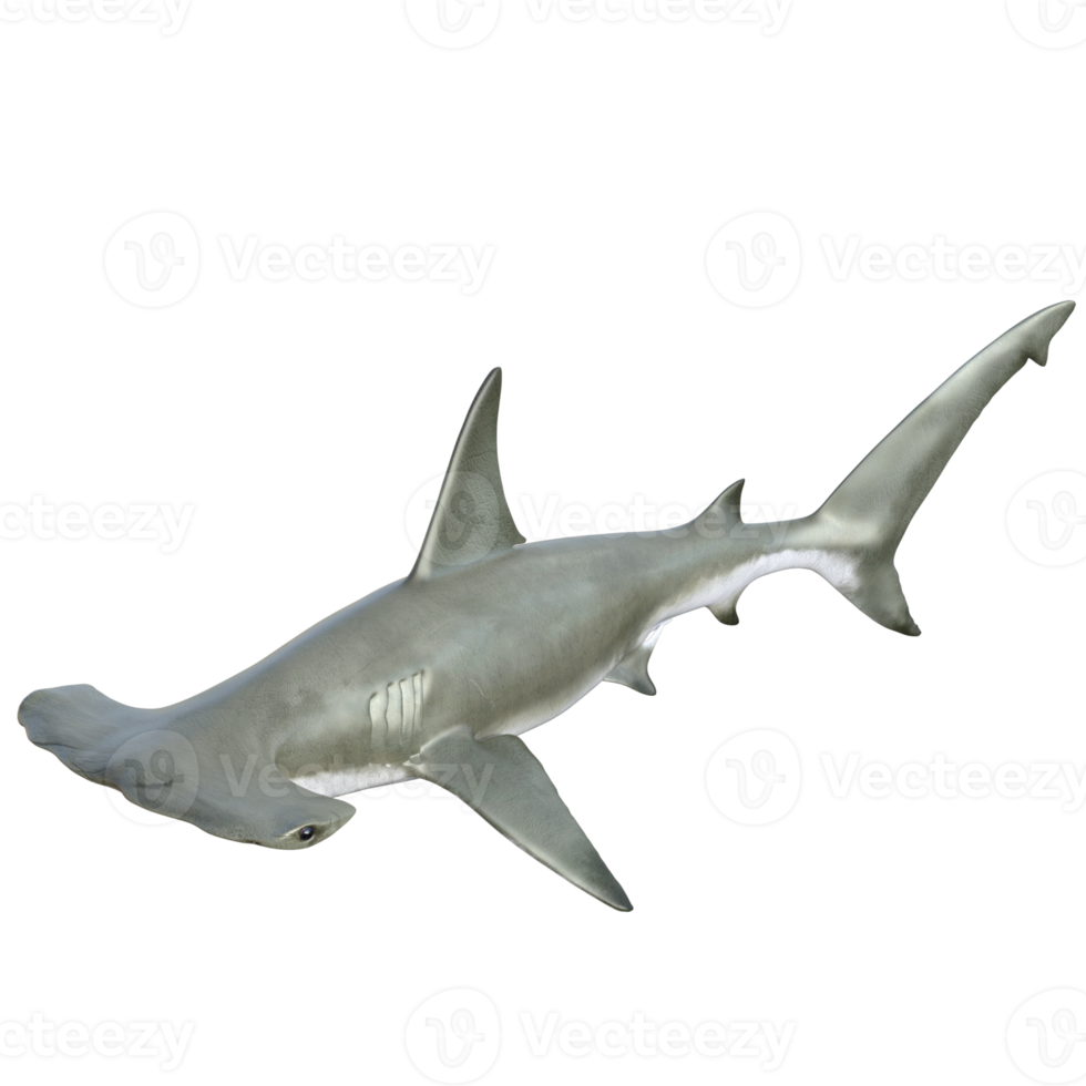Shark 3d model illustration png