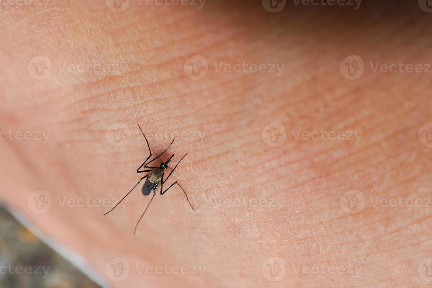 Dangerous malaria infected with mosquito bites Leishmaniasis, encephalitis, yellow fever, dengue, malaria, Mayaro or Zika virus infected with Culex mosquitoes, parasites, insects. photo