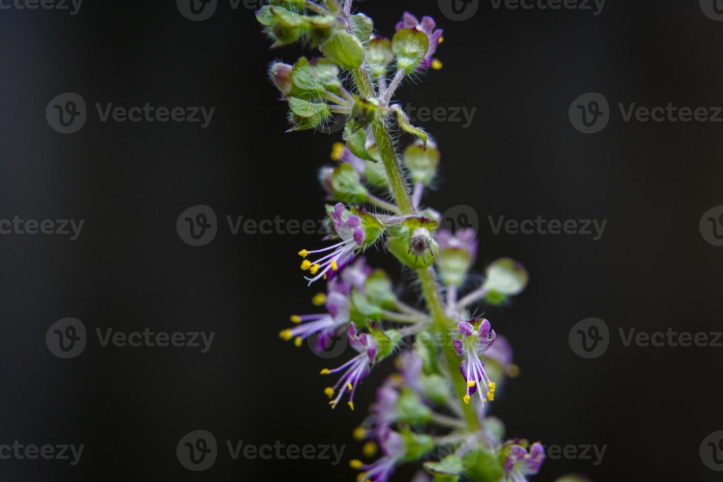Green leaves and small flowers of Ocimum tenuiflorum or Ocimum sanctum. photo