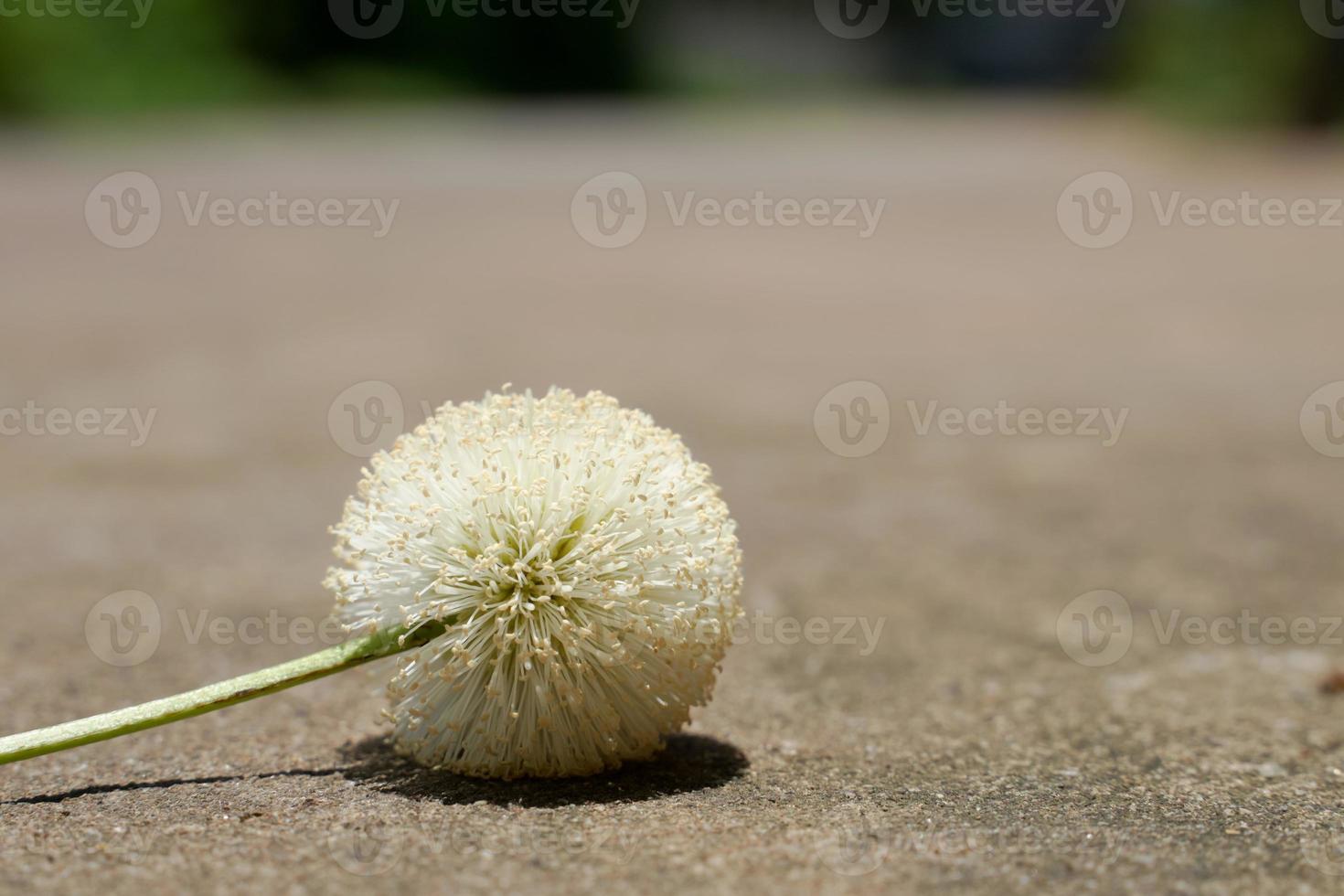 Pollen of wild flowers that grow by the side of the road. photo