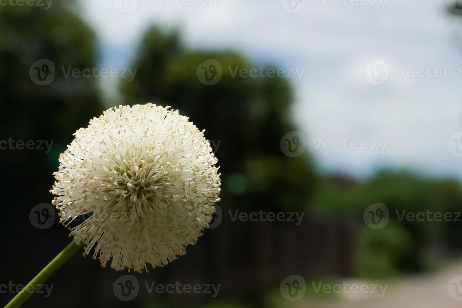 Pollen of wild flowers that grow by the side of the road. photo