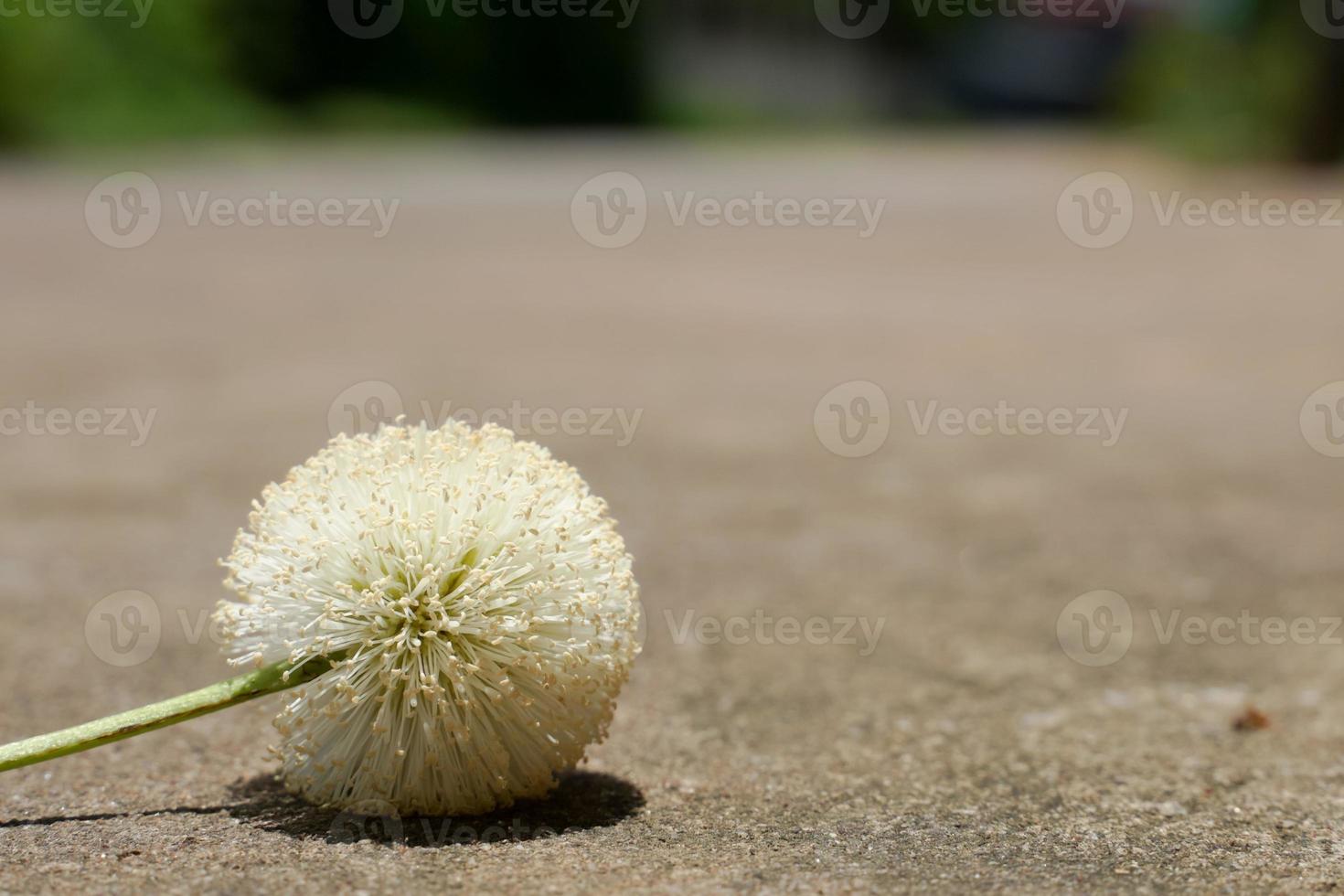 polen de flores silvestres que crecen al costado del camino. foto