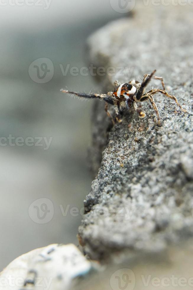 This is a macro photo of a spider.  spider macro photo, jumping spider photo, close-up photo of spider.