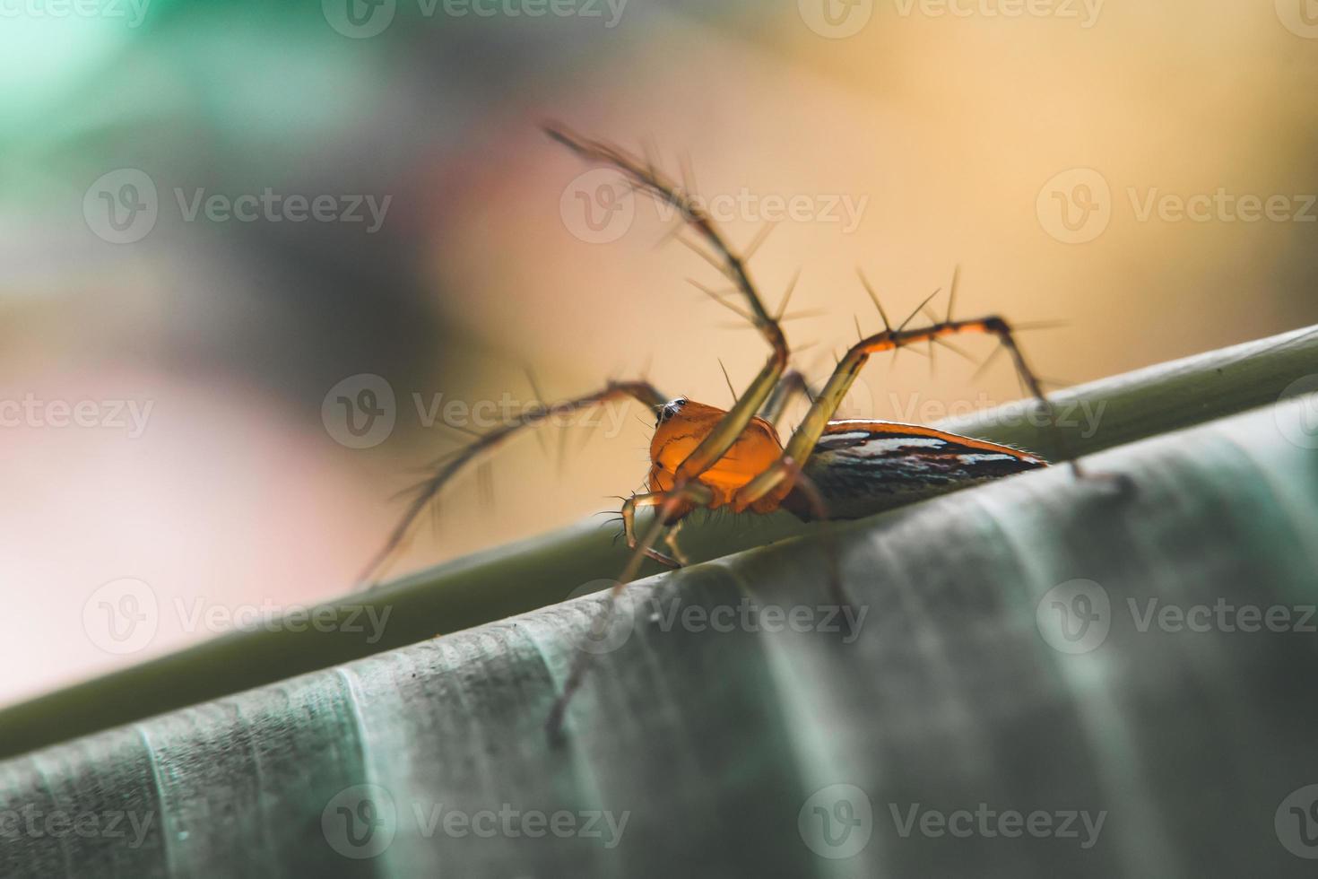 Striped lynx spider. spider types. spider macro images. Spider closeup photo. photo