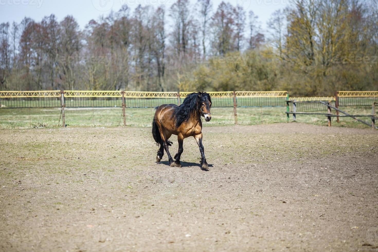 hermoso caballo marrón con melena negra camina detrás de la cerca foto