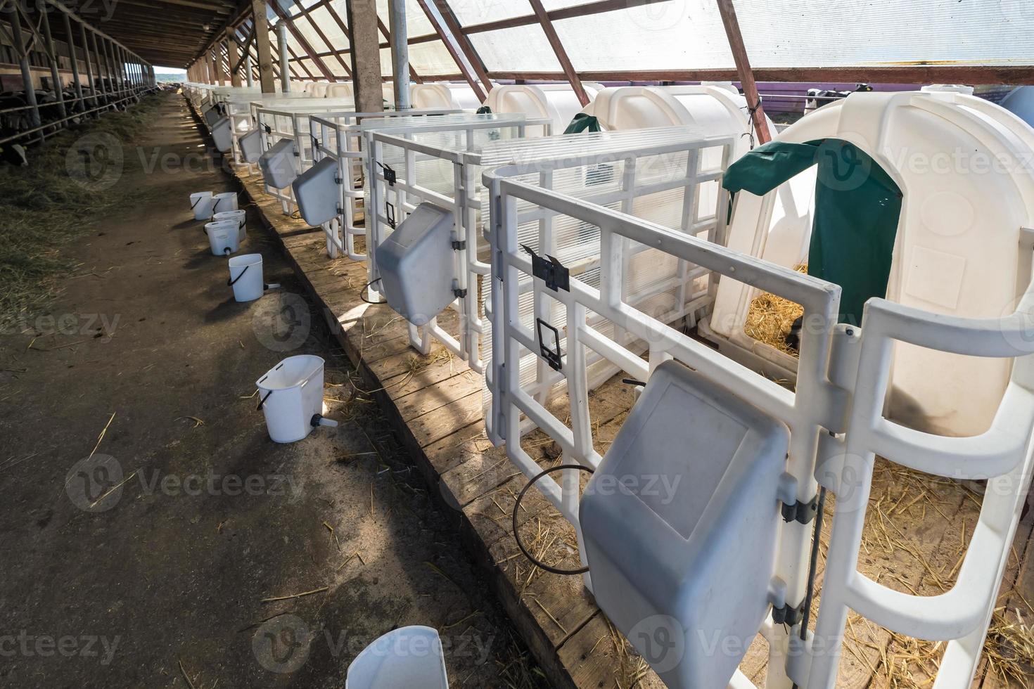 white plastic calfhutch on straw. Little calf standing in cage in livestock barn on daity farm. Cattle breeding, taking care of animals. Livestock cow farm. photo