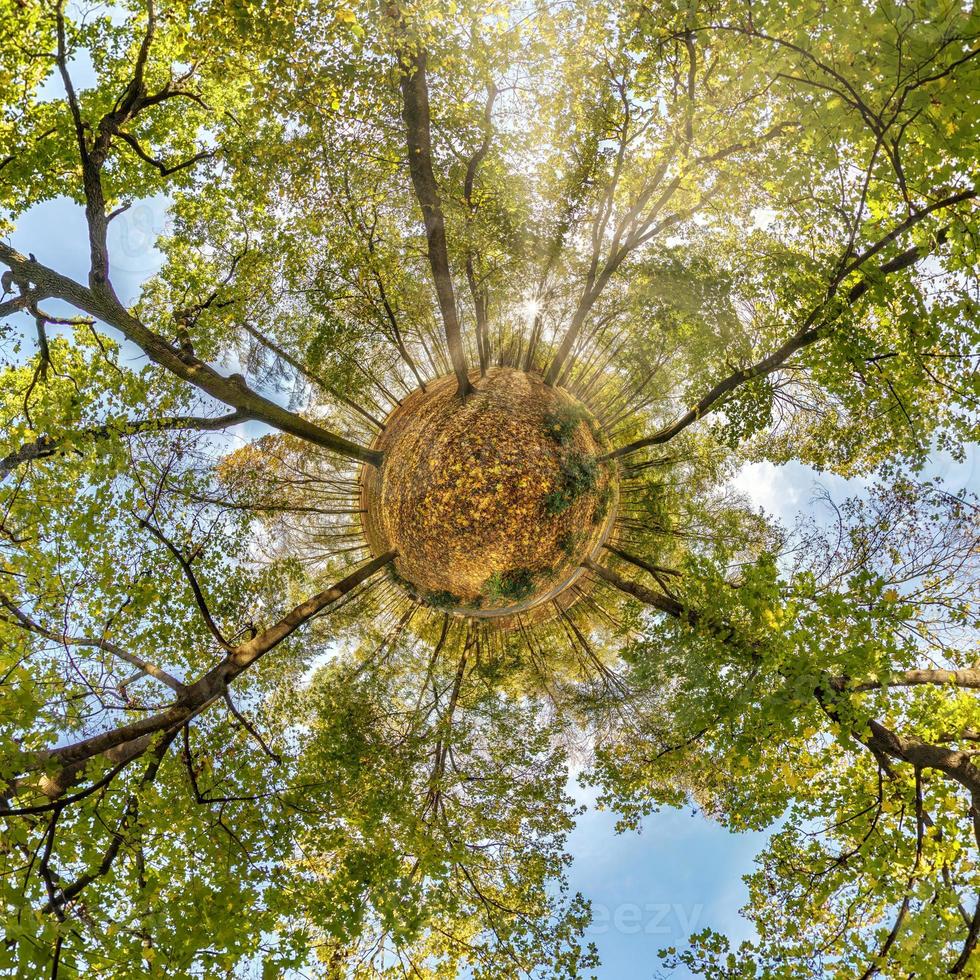 tiny planet transformation of spherical panorama 360 degrees. Spherical abstract aerial view on yellow maple forest. Curvature of space. photo